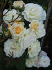 Manuel Canovas ® rose photo
