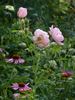 Windflower rose photo