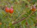 R. elliptica rose photo