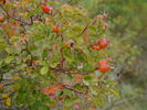 R. elliptica rose photo