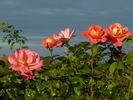Shanty rose photo
