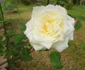 Snowbird, Cl. rose photo