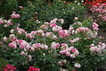 Bernd Weigel Rose rose photo