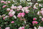 Bernd Weigel Rose rose photo