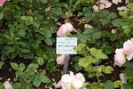 Bernd Weigel Rose rose photo