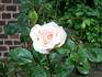 Bad Homburg rose photo