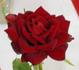 Maurine Neuberger ™ rose photo