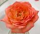 Ada Perry ™ rose photo