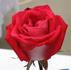 Brandenburg Gate ™ rose photo