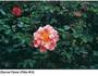 Eternal Flame rose photo