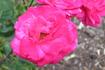 Arctic Flame rose photo