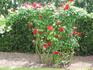Crimson Descant rose photo