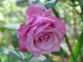 Cloudland rose photo