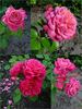 Dan Poncet ® rose photo