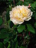 Casanova rose photo