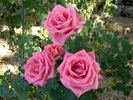 Awareness rose photo