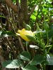 Sommergold rose photo