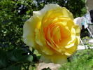 Sommergold rose photo