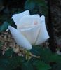Galahad rose photo
