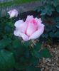 Flamingo ® rose photo