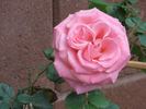 Pleasure rose photo