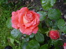 Tatiana rose photo