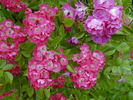 Bordeaux (hybrid multiflora, Soupert rose photo