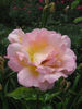 Peggy Bell rose photo