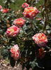 Love In rose photo