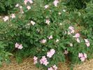 B4102 rose photo