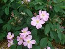 B4102 rose photo