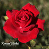Konrad Henkel rose photo