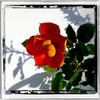 Persian Flame rose photo