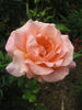 Peggy Bell rose photo