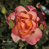 ARC Angel rose photo