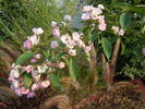 Menja rose photo