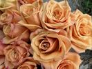 Amber® rose photo