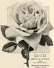 Mrs. S. K. Rindge rose photo