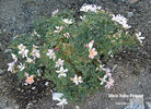 Silicon Valley Diamond rose photo