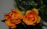 Carrot Top rose photo