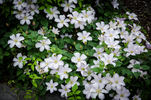 C. 'Huldine' clematis photo