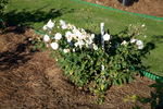 Xochimilco rose photo