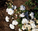 Xochimilco rose photo