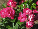 Esmeralda rose photo
