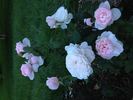 Dawn Star rose photo