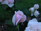 Dawn Star rose photo