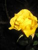 Graceland rose photo