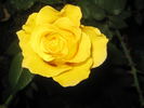 Graceland rose photo