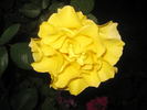 Graceland rose photo