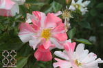 Soaring Spirits ™ rose photo